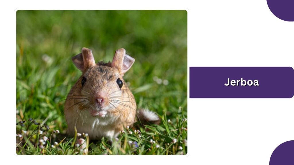 Jerboa