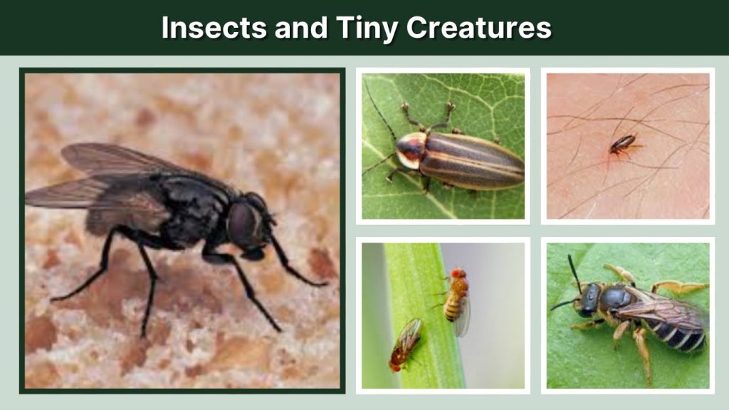 Insects and Tiny Creatures