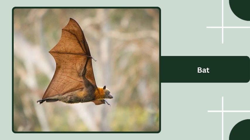 Bat