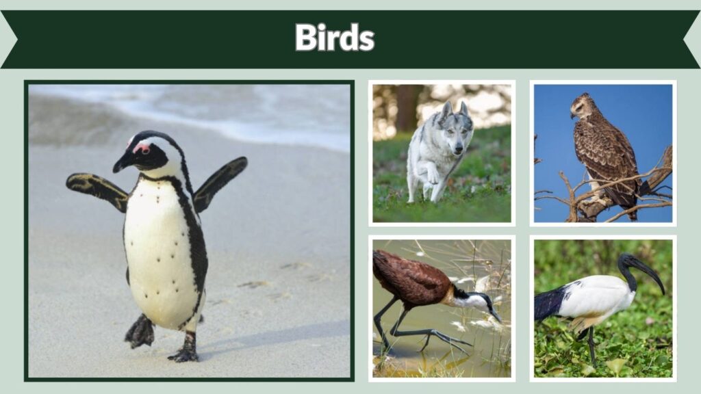  Birds