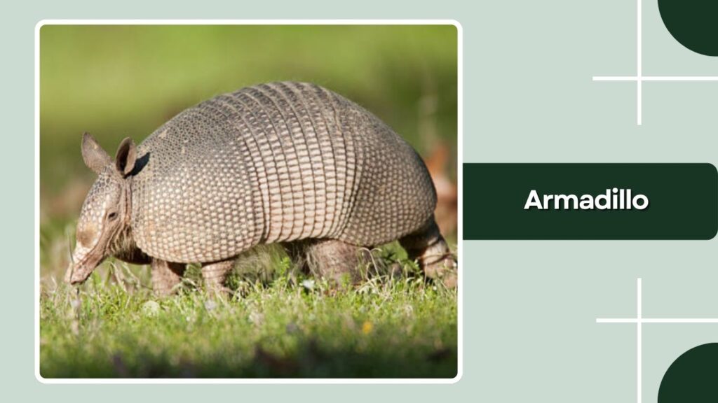 Armadillo