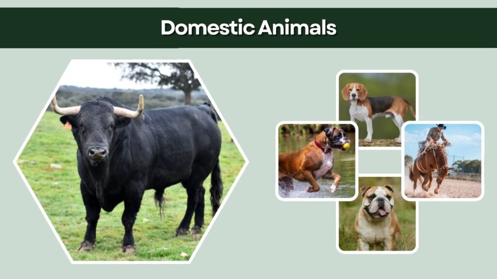 Domestic Animals