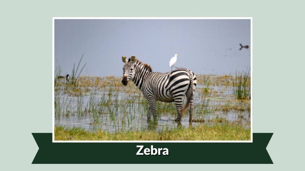 Zebra