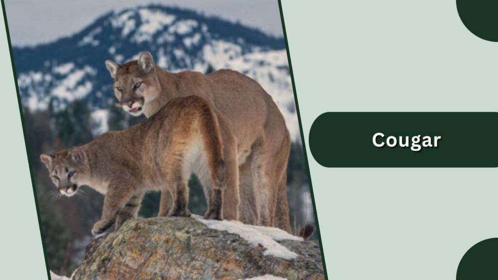 Cougar