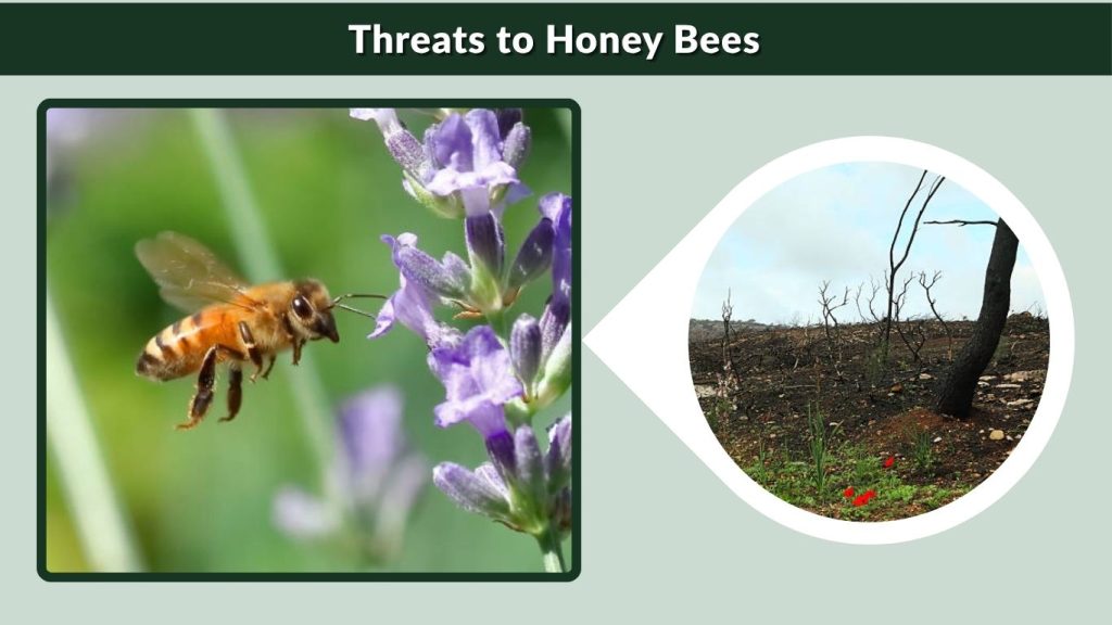 Threats to Honey Bees