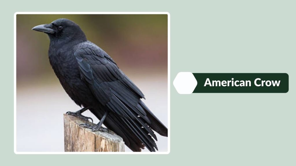 American Crow