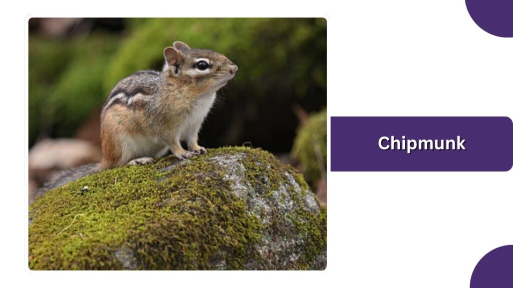 Chipmunk