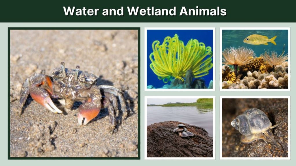 Water and Wetland Animals