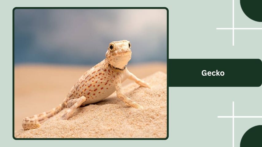 Gecko