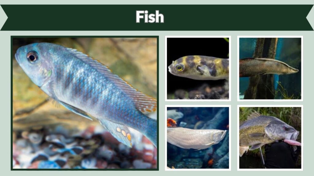  Fish