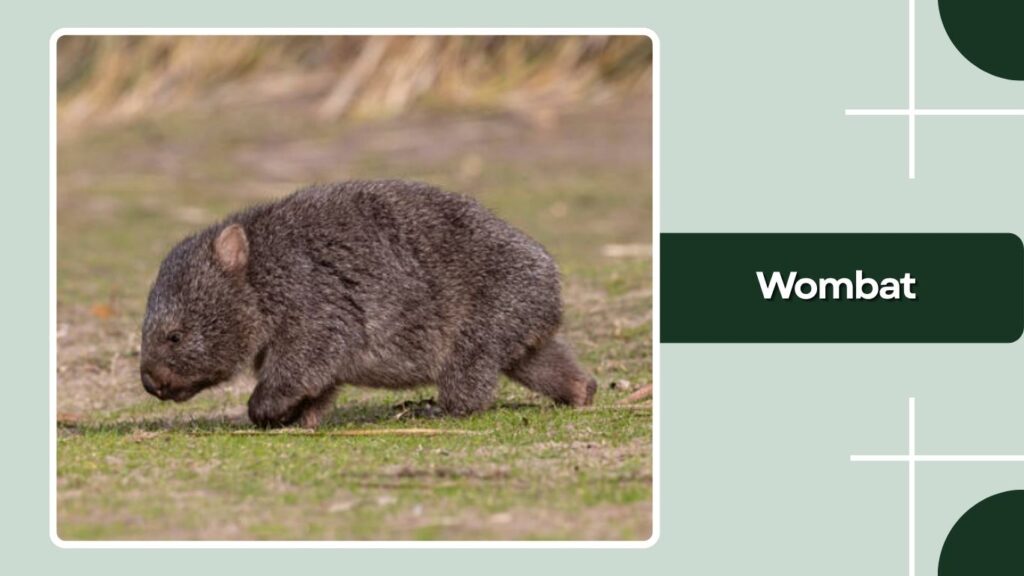 Wombat