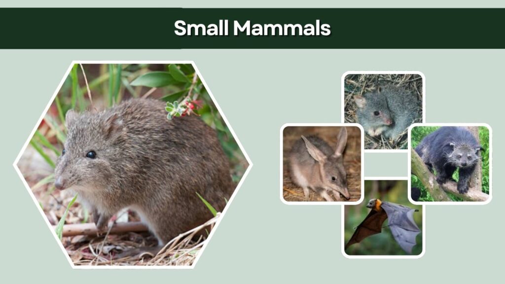 Small Mammals