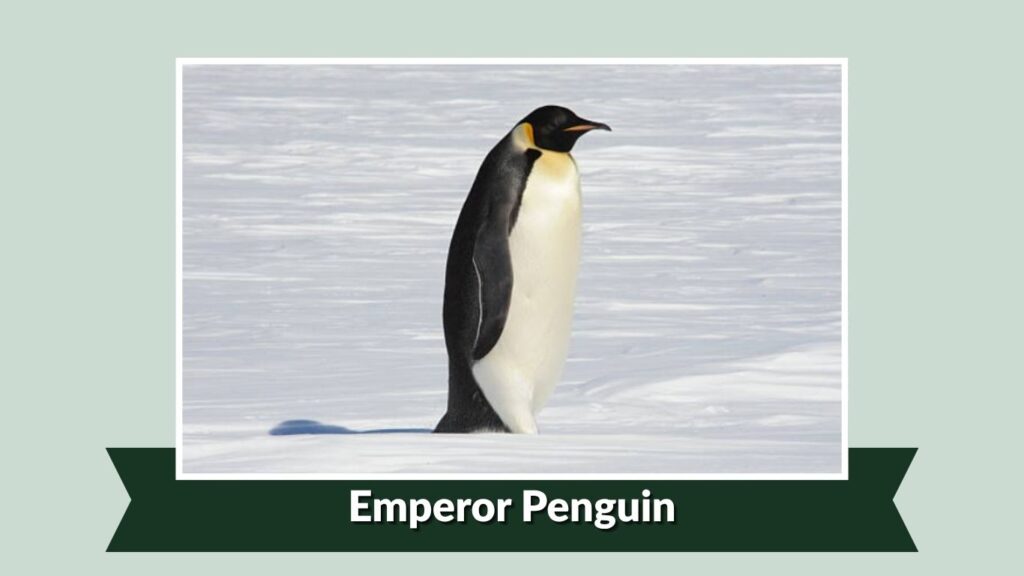 Emperor Penguin
