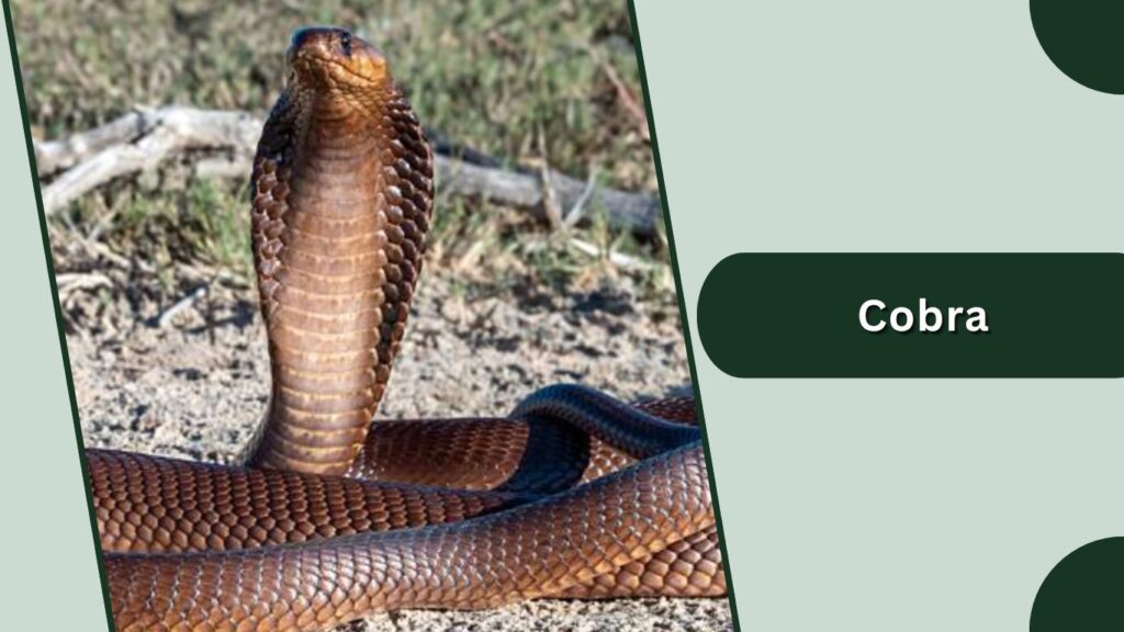 Cobra