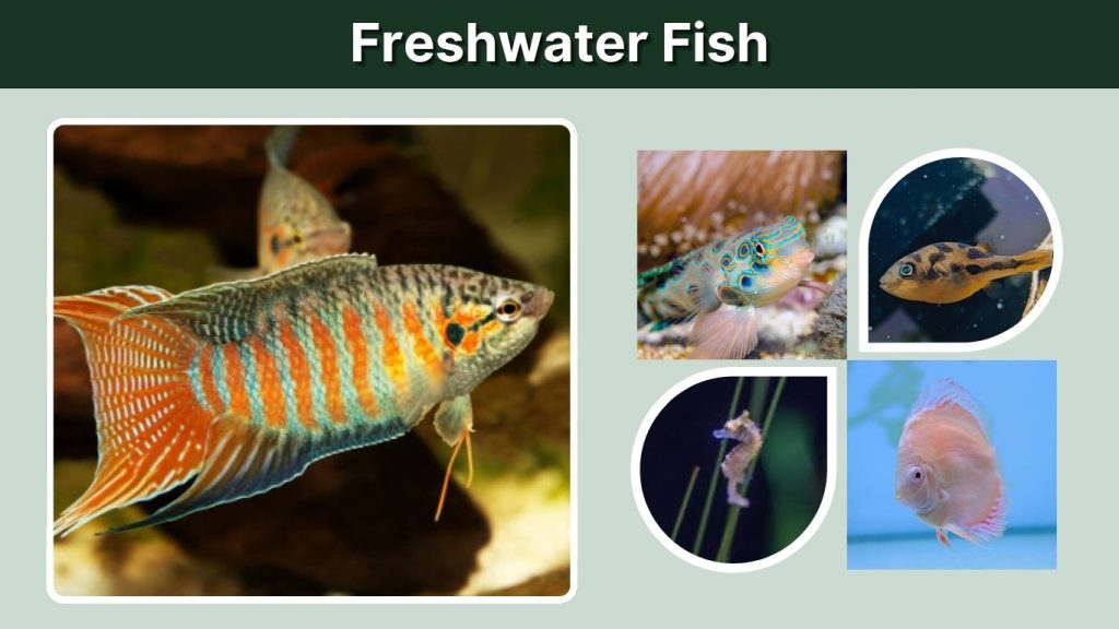 Freshwater Fish