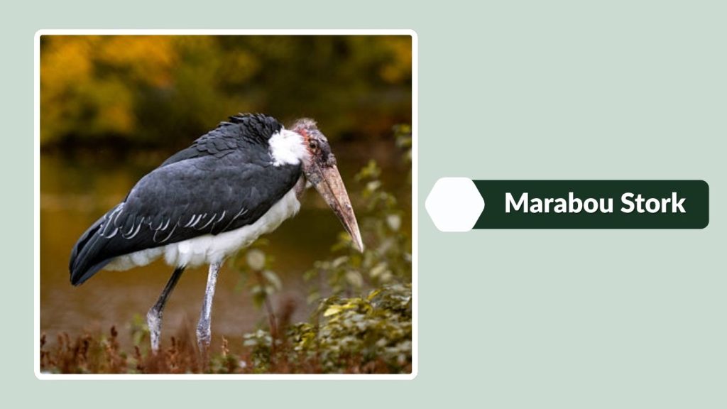 Marabou Stork