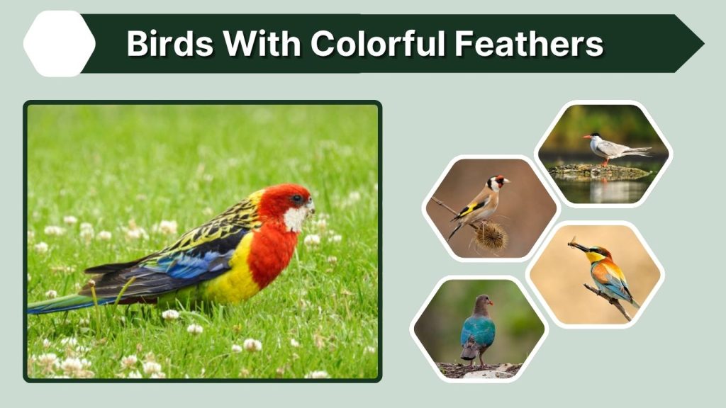 Birds With Colorful Feathers