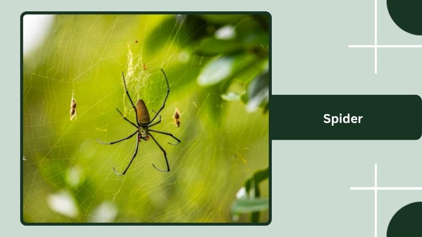 Spider