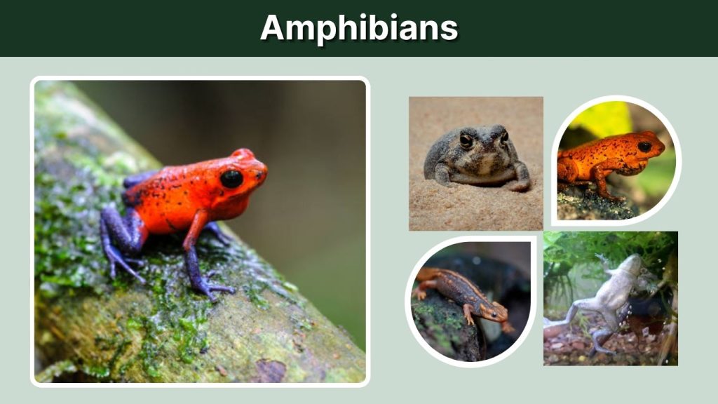Amphibians