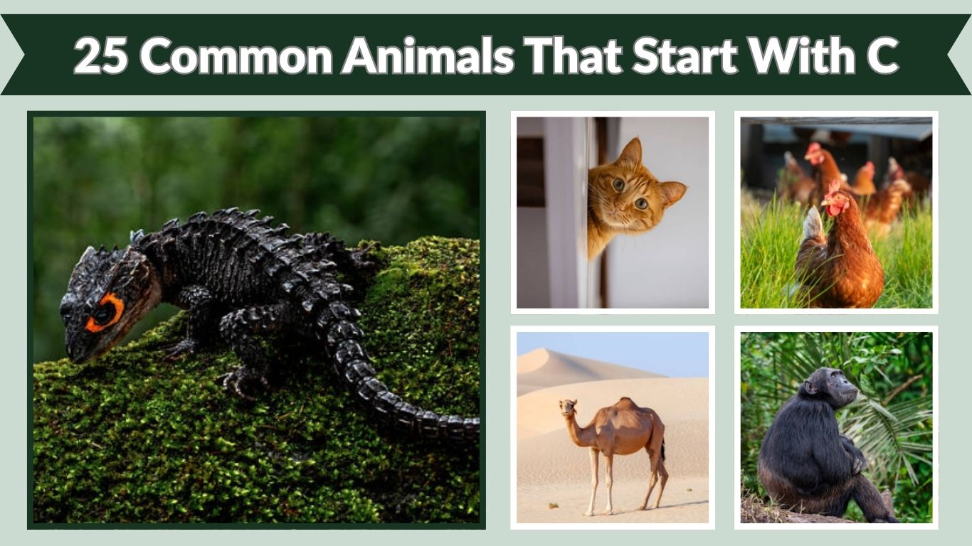 25 Common Animals That Start With C (ID with Pictures)