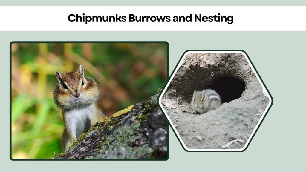 Chipmunks Burrows and Nesting