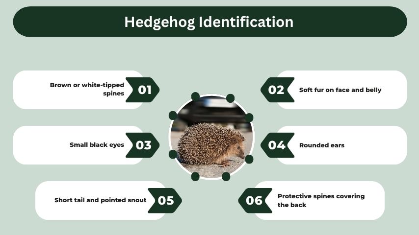 Hedgehog Identification