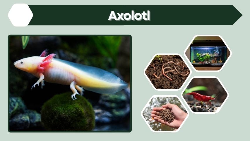 Axolotl Guide: Lifespan, Care, Habitat & Tank Setup