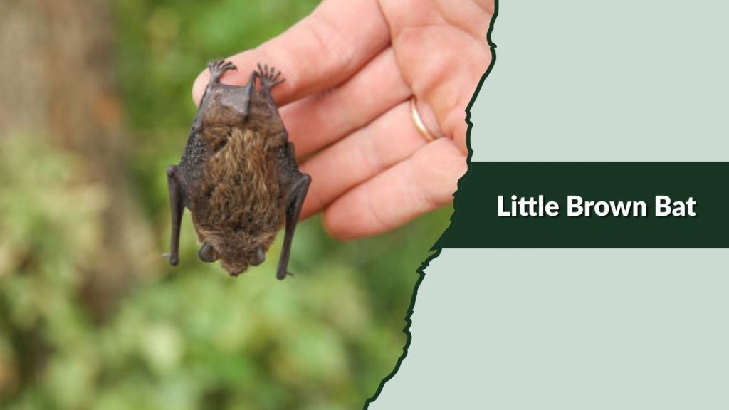 Little Brown Bat