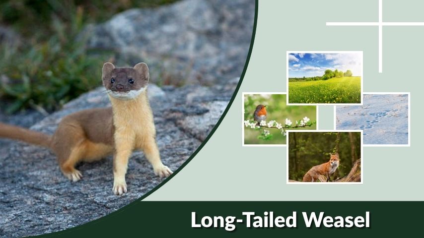 Long-Tailed Weasel: Habitat, Diet, Size, and Facts