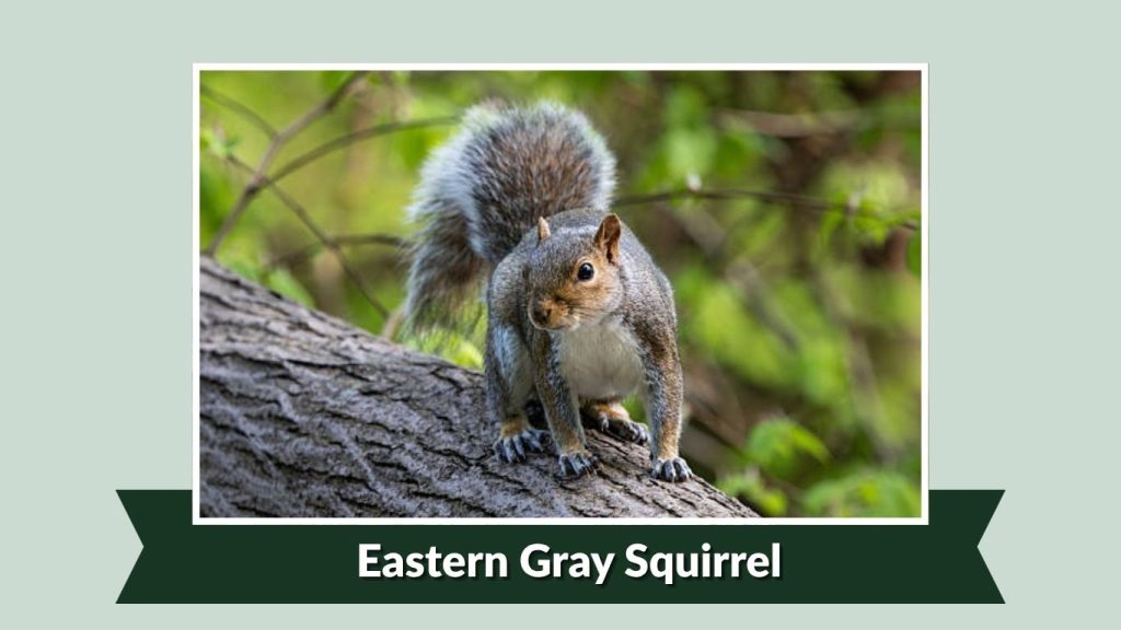 Eastern Gray Squirrel