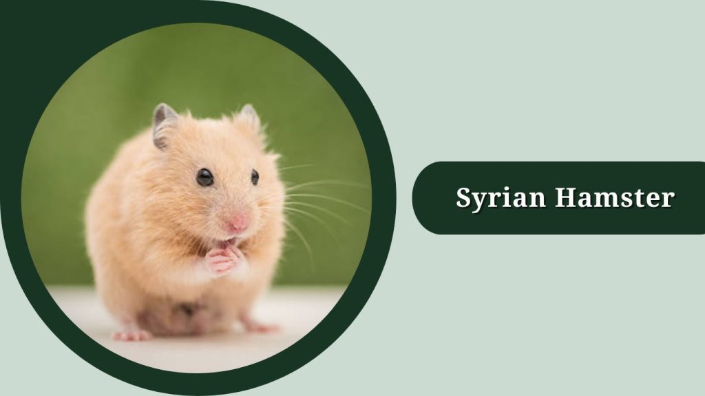 Syrian Hamster