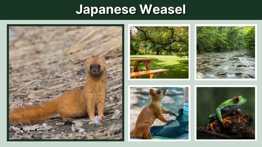 Japanese Weasel: Facts, Diet, Habitat, and Mythology