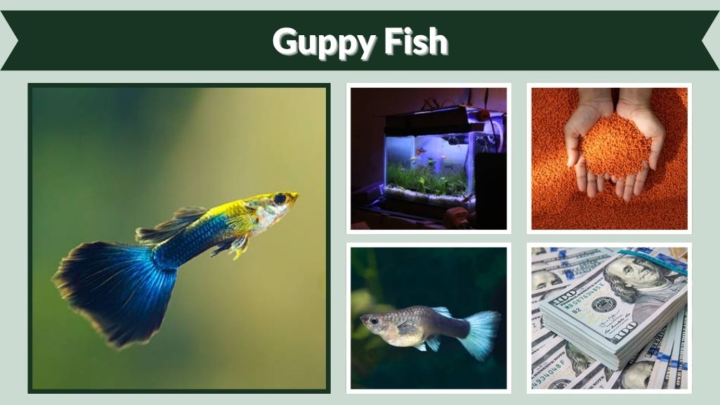 Guppy Fish Care Guide: Types, Lifespan, Breeding & Tank Setup