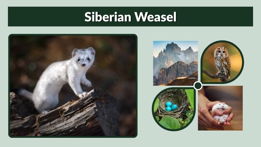 Siberian Weasel: Diet, Habitat, Fur, Facts, and Behavior