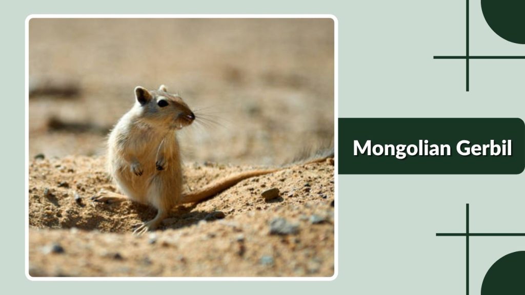  Mongolian Gerbil