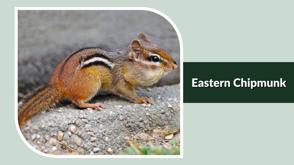  Eastern Chipmunk