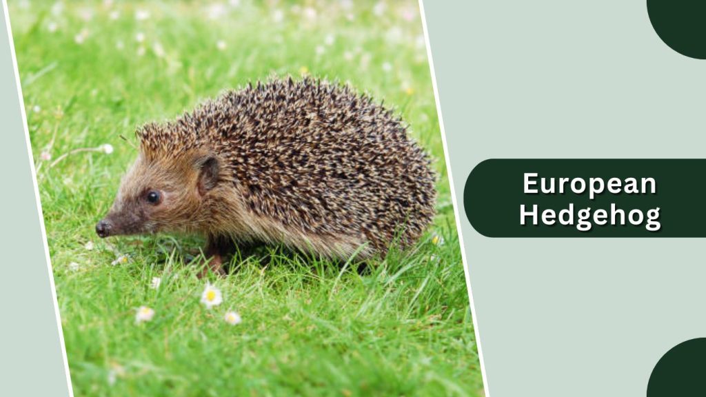 European Hedgehog