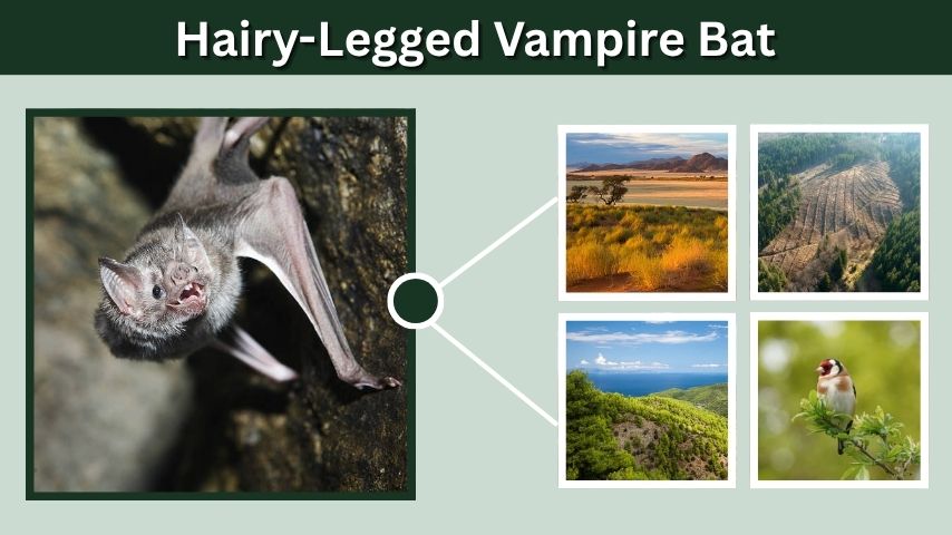 Hairy-Legged Vampire Bat: The Bird-Blood Specialist of the Tropics