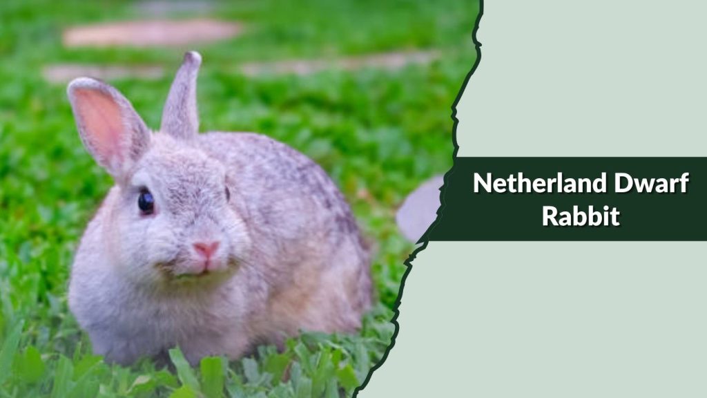 Netherland Dwarf Rabbit