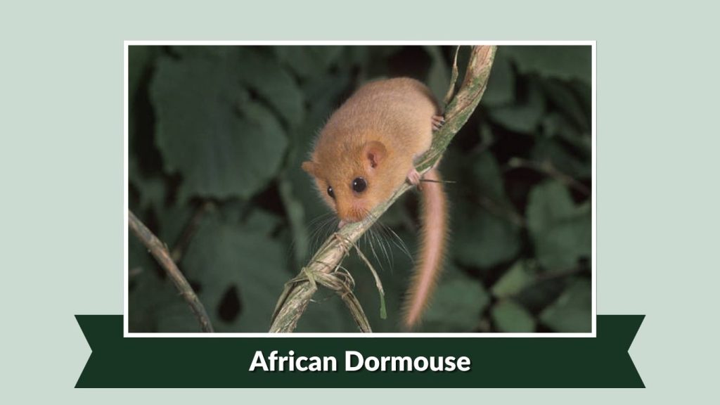 African Dormouse
