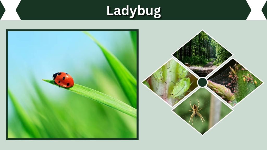 Ladybug: Life Cycle, Habitat, Diet, Lifespan & Facts