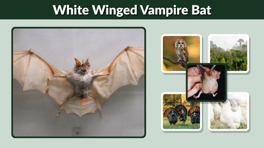 White Winged Vampire Bat: Facts, Diet, Habitat, and Size