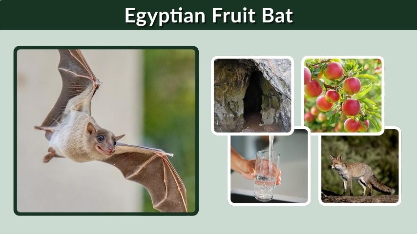 Egyptian Fruit Bat: Diet, Size, Habitat & Facts