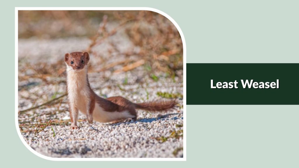 Least Weasel