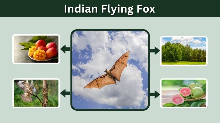 Indian Flying Fox: Size, Diet, Habitat & Facts