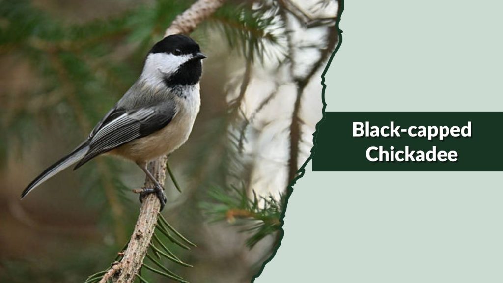 Black-capped Chickadee