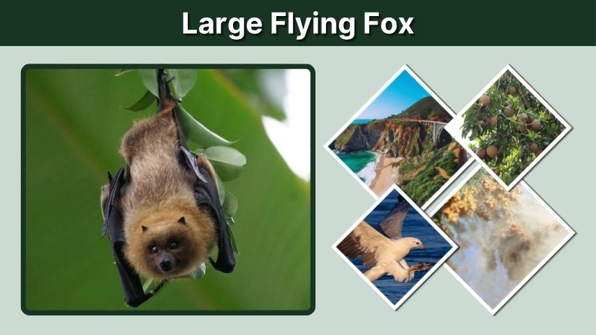 Large Flying Fox: Size, Diet, Habitat, and Facts