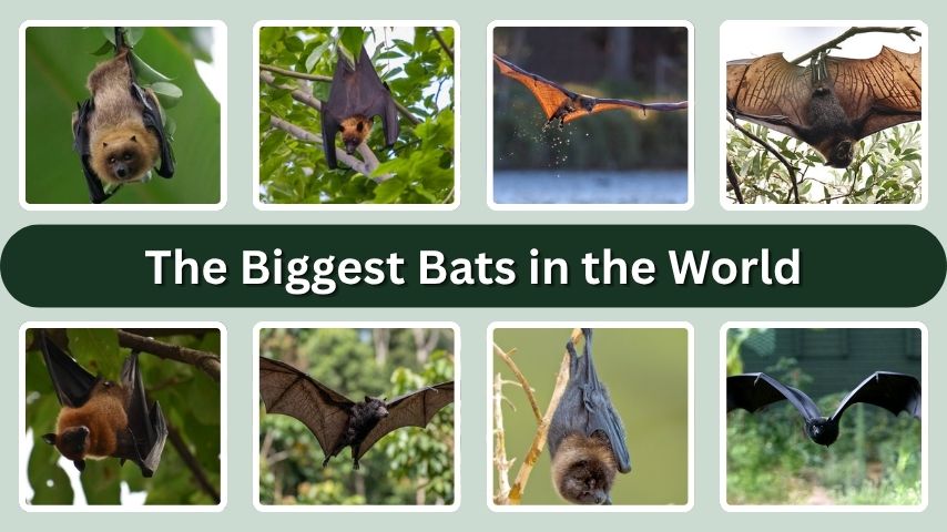The Biggest Bats in the World: Giant Flying Foxes