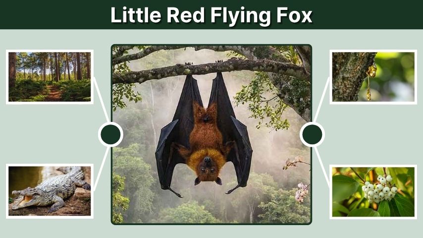 Little Red Flying Fox: Facts, Diet, Size, and Habitat
