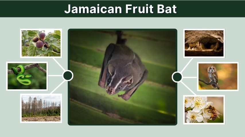 Jamaican Fruit Bat: Size, Diet, Habitat, and Facts